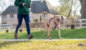 Normativa de perros en la comunidad de vecinos